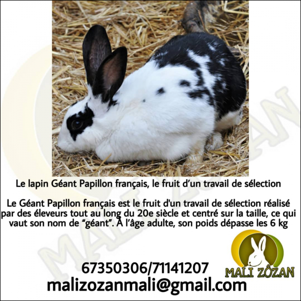 lapin Géant Papillon